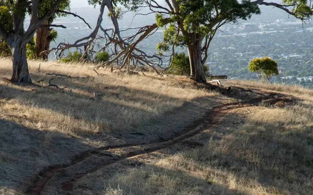 Bike Tracks